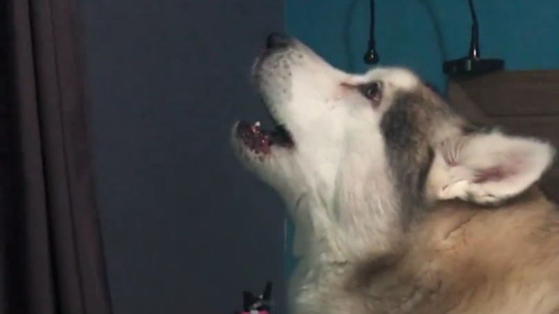 Dieser Hund heult mit zu Katy Perry Song