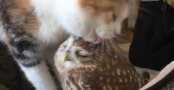 Katzen und Vögel können doch Freunde sein