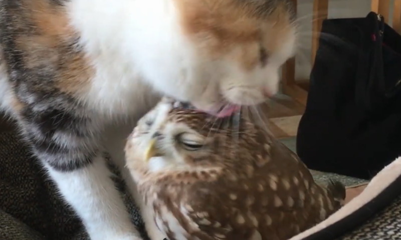 Katzen und Vögel können doch Freunde sein