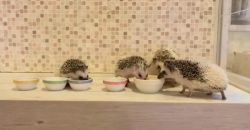 Diese Igel-Familie isst gemeinsam