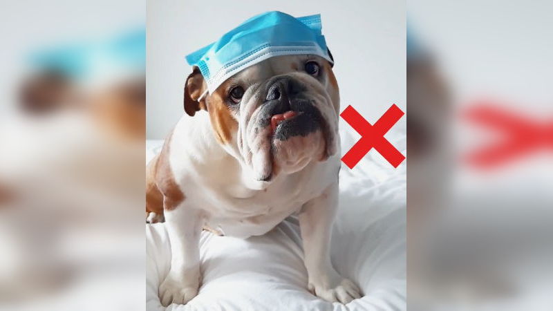 hund-bulldogge-mundschutzmaske-richtig-tragen-anleitung