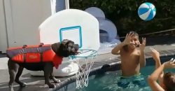 Ein Hund, ein Basketballkorb und Wasser – was wohl passiert?