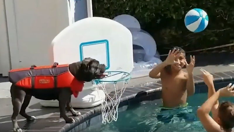 hund-pool-wasserball-basketball-spielen