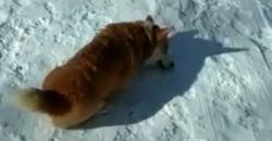 Dieser Hund hat etwas geplant, was er dann im Schnee macht, ist einfach lustig!