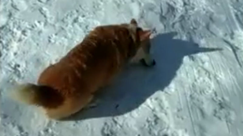 Dieser Hund hat etwas geplant, was er dann im Schnee macht, ist einfach lustig!