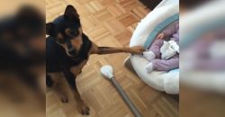 Dieser Hund schaukelt sanft die Wiege des Babys