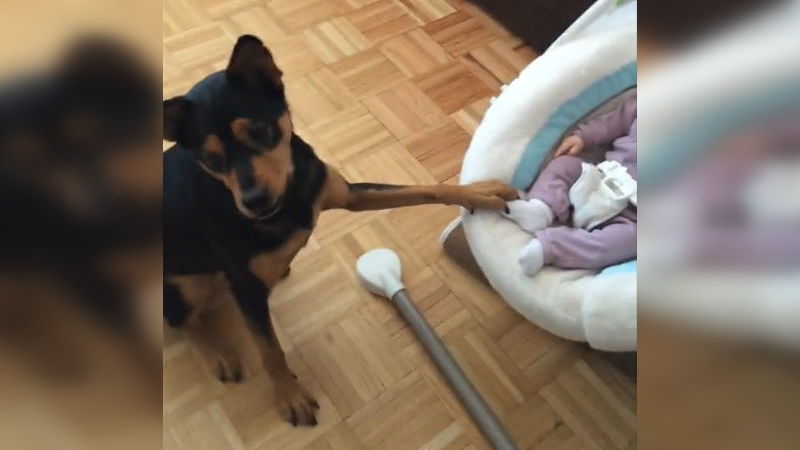 Dieser Hund schaukelt sanft die Wiege des Babys