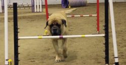 Gemütlicher Mastiff bei Hundesport-Agility-Wettbewerb