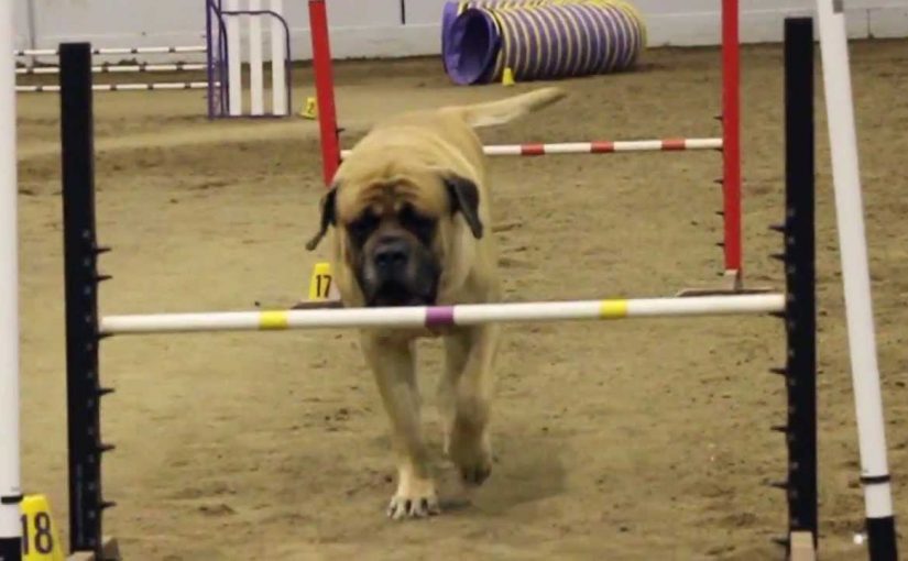 Gemütlicher Mastiff bei Hundesport-Agility-Wettbewerb